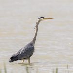 Graureiher (Ardea cinerea)