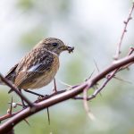Schwarzkehlchen (Saxicola torquata) Weibchen