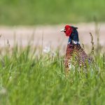Fasan (Phasianus colchicus) Männchen