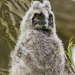 Waldohreule (Asio otus) Pullus