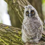 Waldohreule (Asio otus) Pullus