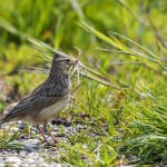 Haubenlerche (Galerida cristata)