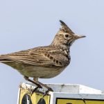 Haubenlerche (Galerida cristata)