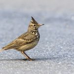 Haubenlerche (Galerida cristata)