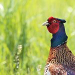 Fasan (Phasianus colchicus) Männchen