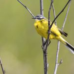 Schafstelze (Motacilla flava) Männchen