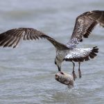 Silbermöwe (Larus argentatus) Jugendkleid