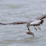 Silbermöwe (Larus argentatus) Jugendkleid
