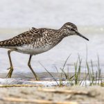 Bruchwasserläufer (Tringa glareola)