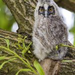 Waldohreule (Asio otus) Pullus