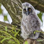 Waldohreule (Asio otus) Pullus