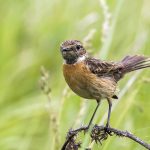 Schwarzkehlchen (Saxicola torquata) Weibchen