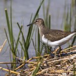 Flussuferläufer (Actitis hypoleucos)