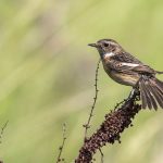 Schwarzkehlchen (Saxicola torquata) Weibchen