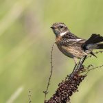 Schwarzkehlchen (Saxicola torquata) Weibchen