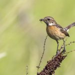 Schwarzkehlchen (Saxicola torquata) Weibchen
