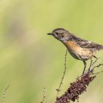 Schwarzkehlchen (Saxicola torquata) Weibchen