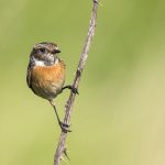 Schwarzkehlchen (Saxicola torquata) Weibchen