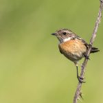 Schwarzkehlchen (Saxicola torquata) Weibchen
