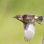 Schwarzkehlchen (Saxicola torquata) Weibchen