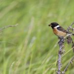 Schwarzkehlchen (Saxicola torquata) Männchen