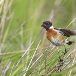 Schwarzkehlchen (Saxicola torquata) Männchen