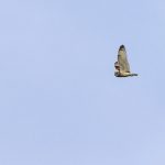 Sumpfohreule (Asio flammeus)