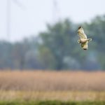 Sumpfohreule (Asio flammeus)