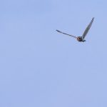 Sumpfohreule (Asio flammeus)