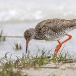 Rotschenkel (Tringa totanus)