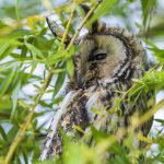 Waldohreule (Asio otus)