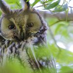 Waldohreule (Asio otus)
