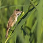 Drosselrohrsänger (Acrocephalus arundinaceus)
