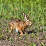 Feldhase (Lepus europaeus)