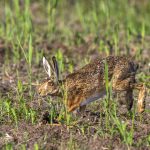 Feldhase (Lepus europaeus)