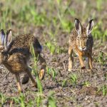 Feldhase (Lepus europaeus)