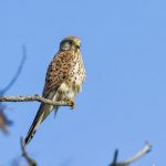 Turmfalke (Falco tinnunculus) Weibchen
