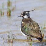 Kiebitz (Vanellus vanellus)