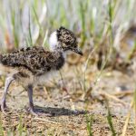 Kiebitz (Vanellus vanellus) Pullus