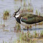 Kiebitz (Vanellus vanellus)