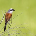 Neuntöter (Lanius collurio) Männchen