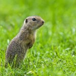 Ziesel (Citellus citellus)