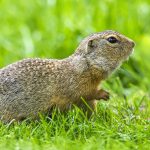 Ziesel (Citellus citellus)