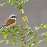 Neuntöter (Lanius collurio) Männchen