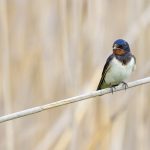 Rauchschwalbe (Hirundo rustica)