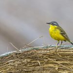 Schafstelze (Motacilla flava) Männchen