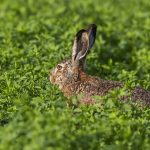 Feldhase (Lepus europaeus)