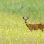 Reh (Capreolus capreolus)