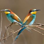 Bienenfresser (Merops apiaster)