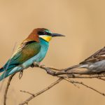 Bienenfresser (Merops apiaster) mit Haussperling